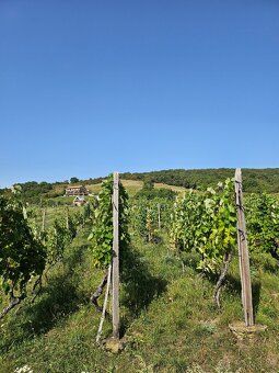 So súhlasom majiteľa ponúkam na predaj dve samostatné vinohr