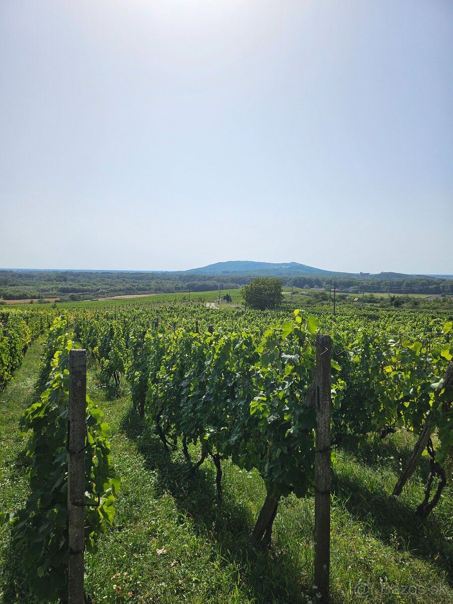 So súhlasom majiteľa ponúkam na predaj dve samostatné vinohr