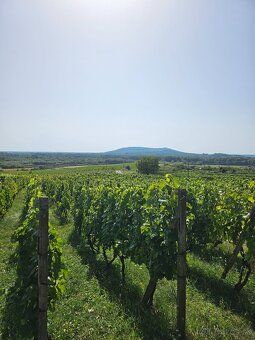 So súhlasom majiteľa ponúkam na predaj dve samostatné vinohr