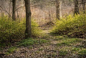 🌲 Na predaj: Rekreačný pozemok 4 942 m² – Ochtiná (okres Rož