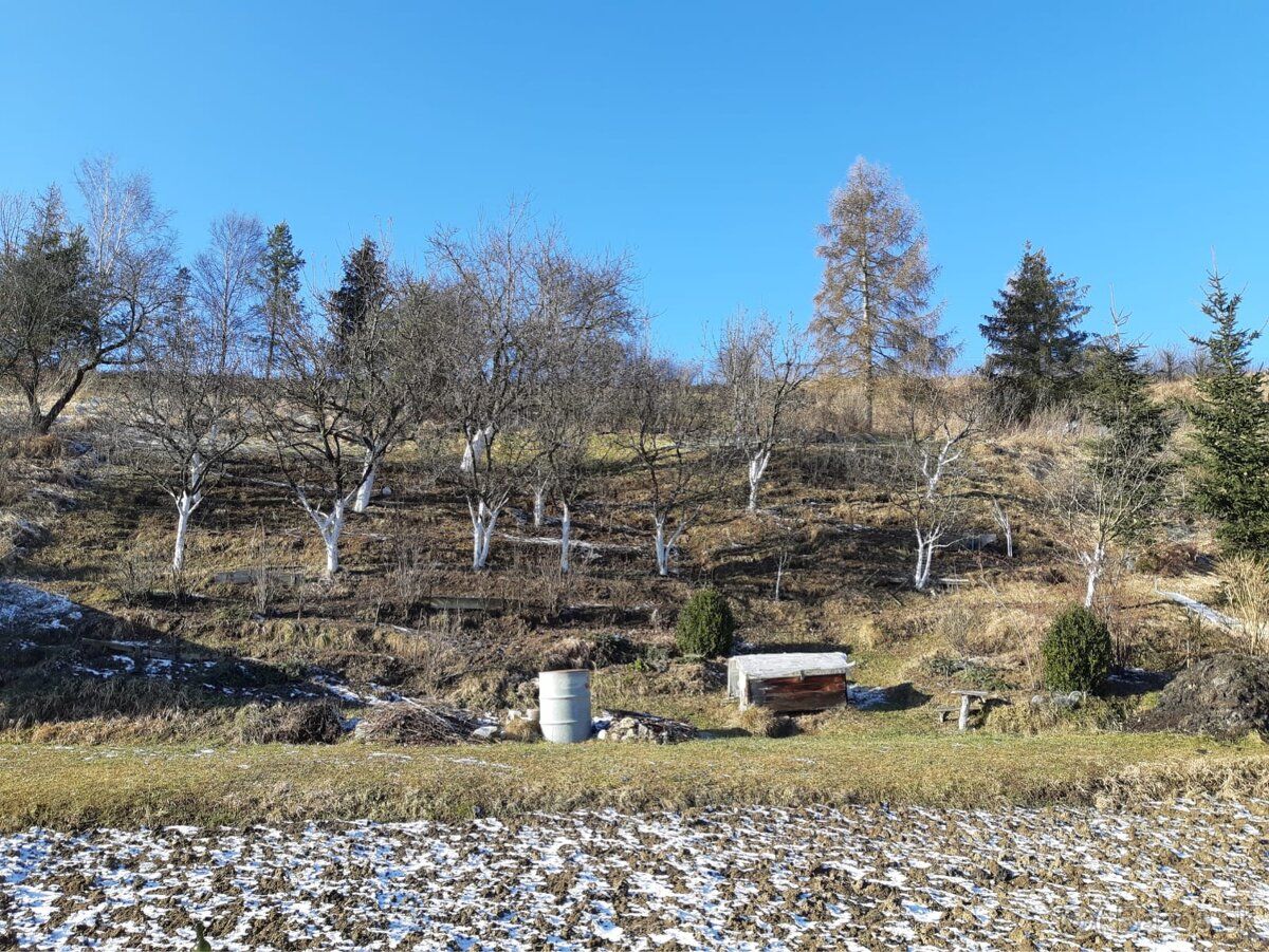 Predám záhradku v Spišskej Belej, bez chatky, cca 500 m2, na