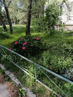 Dáme do prenájmu veľký, pekný, svetlý a zároveň útulný 2izb 