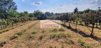 Ponúkame Vám na predaj vinicu s rozlohou 1234 m2 v Leviciach