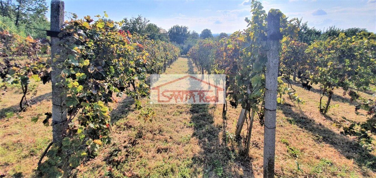 Ponúkame Vám na predaj vinicu s rozlohou 1234 m2 v Leviciach