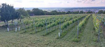 Ponúkame na predaj pozemok, situovaný na slnečnej strane vin