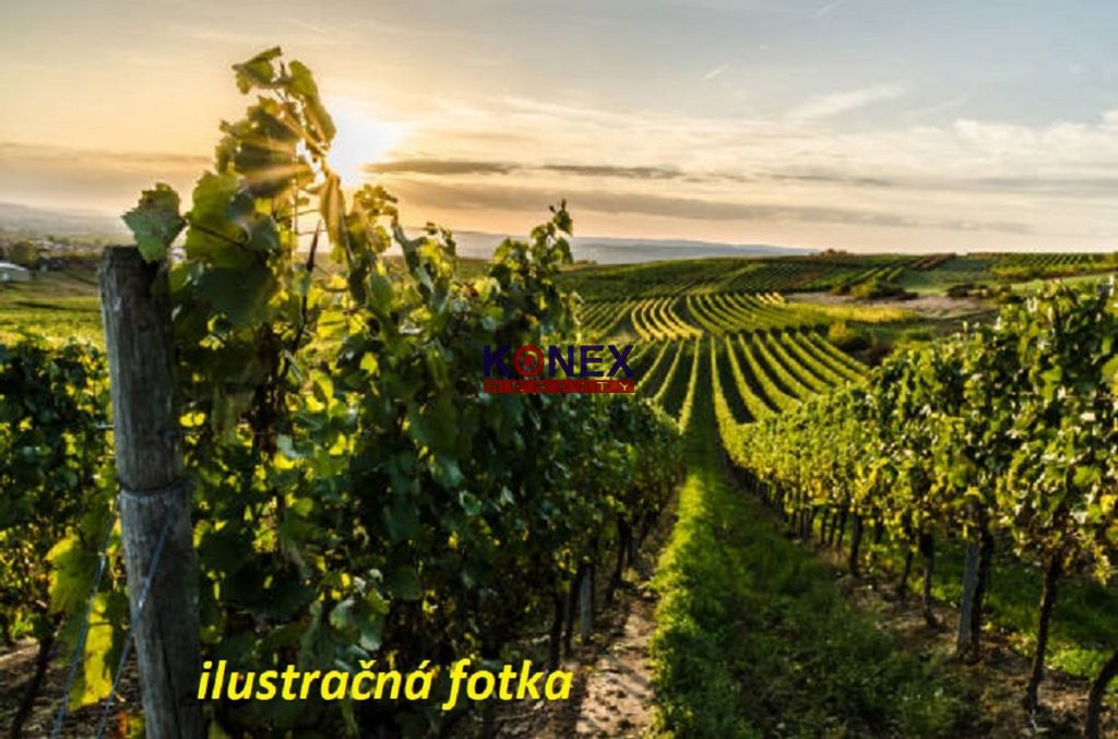 ID:3208 Ponúkame Vám na predaj vinicu v tokajskej oblasti v 