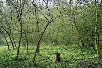 Na predaj stavebný pozemok v obci Ipolytarnóc, 12 km od Luče