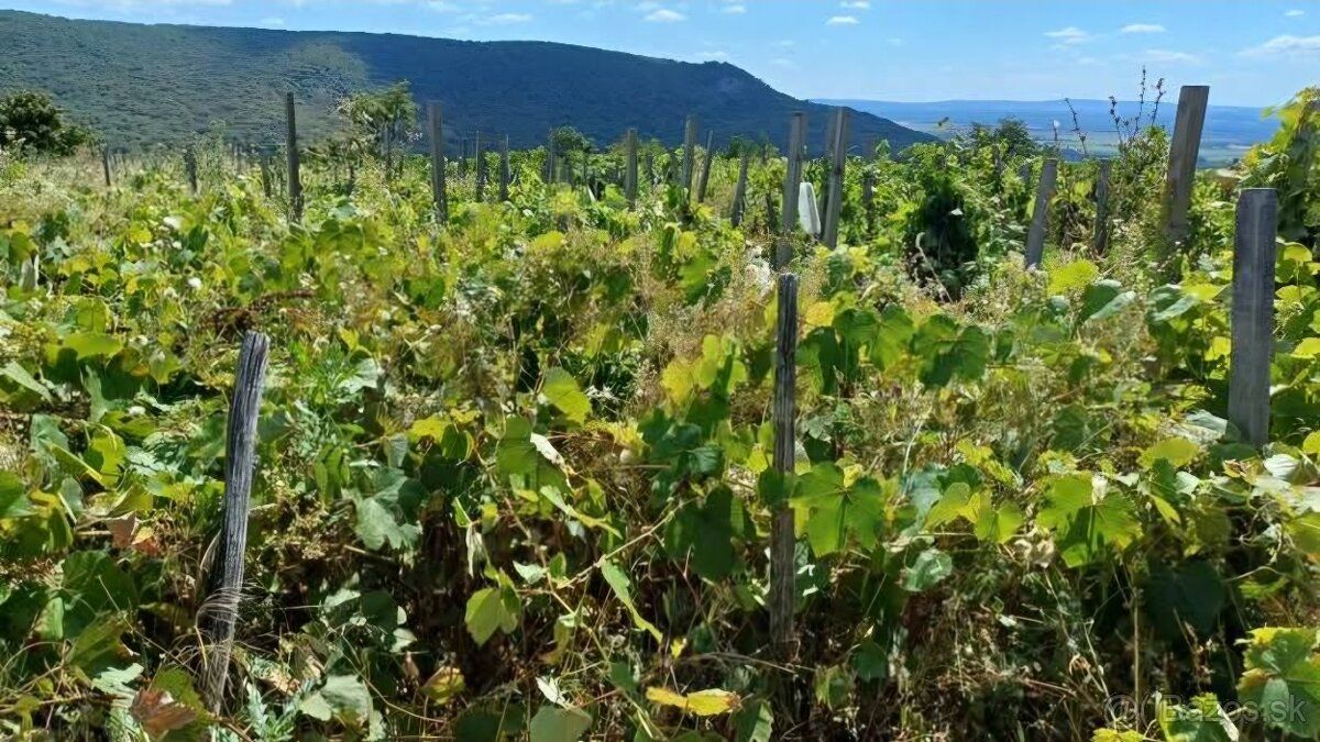 Ponúkam na predaj vinohrad o výmere 514m2 na juhu stredného 