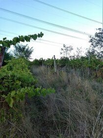 Ponúkame na predaj neobrábaný vinohrad vhodný aj ako investi