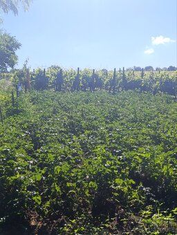 *PREDÁM 2 SUSEDNÉ SLNEČNÉ POZEMKY – EXTRAVILÁN VINODOL, CHAT