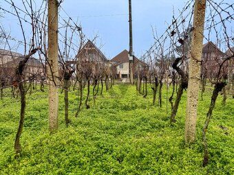Vlastný vinohrad, vlastná úroda – vinica s výbornými podmien