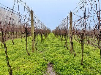 Vlastný vinohrad, vlastná úroda – vinica s výbornými podmien