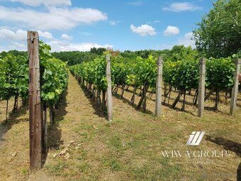 ❗️ Znížená cena! 🌿 Vyškovce nad Ipľom – vinica (273/3/23)
💶 