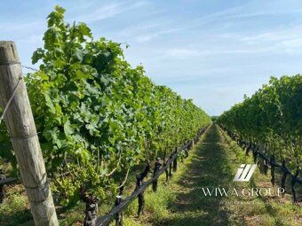 ❗️ Znížená cena! 🌿 Vyškovce nad Ipľom – vinica (273/3/23)
💶 