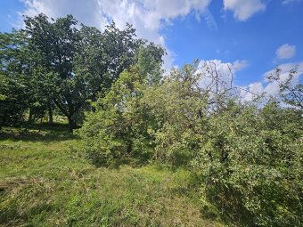 Ponúkam na predaj rekreačnú záhradu o výmere 299 m² v obľúbe