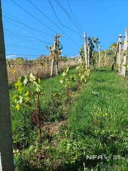Ponúkame na predaj vinicu v Pukanci o rozlohe 555m2.
Vo vini