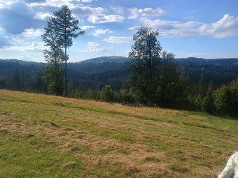 - predame vo Zwardoni 7 000 m2 pozemku. - mierny svah - pri 