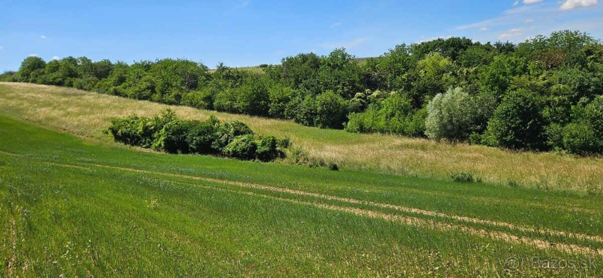 Продам сільськогосподарську земельну ділянку, зареєстровану як ріллю (але частково з…