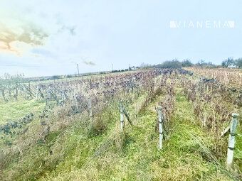 IBA U NÁS! VIANEMA ponúka vinohradnícku nehnuteľnosť. Vinohr