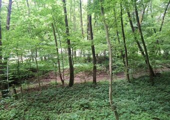 Predám pozemok v doline - Antonstál vo výmere - 772 m², evid