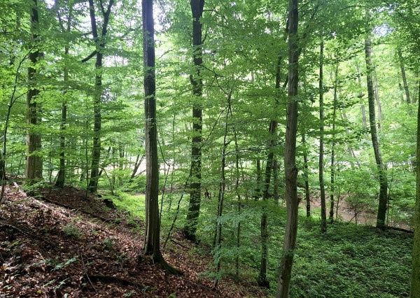Predám pozemok v doline - Antonstál vo výmere - 772 m², evid