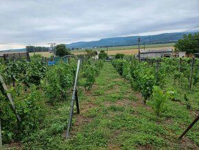 **Predaj chaty vo vinárskej oblasti v Šahách, okres Levice**