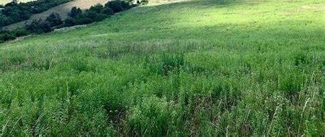 Na predaj investičný pozemok, Nitra- Chrenová. Pozemok OP, m