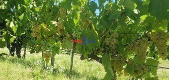 Ponúkame na predaj súbor 2 parciel – vinice a ornej pôdy v k
