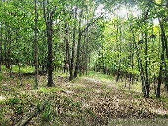 Dám do prenájmu lesné pozemky. V prípade záujmu ma kontaktuj