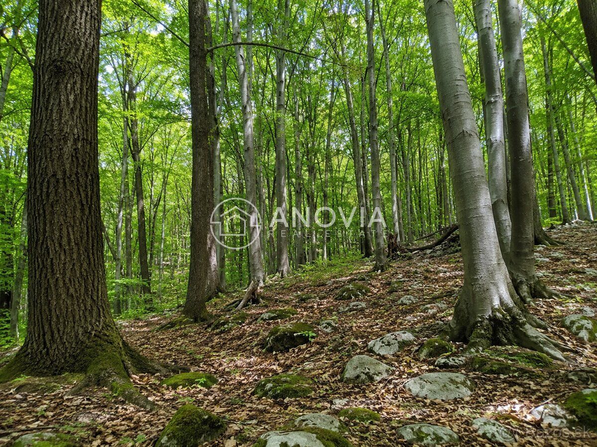 Typ: Les Ulica: Turňa nad Bodvou Obec: Turňa nad Bodvou
Anov