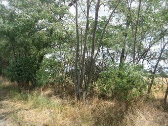 Exkluzivně nabízíme k prodeji pozemek o ploše 1200 m2
