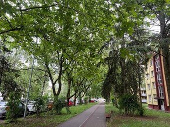 Пропоную орендувати однокімнатну квартиру в Пєштянах на