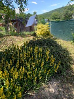 🌿 NA SPRZEDAŻ DZIAŁKA Z DOMKIEM KAWALERSKIM 🌿 📍 Divín
