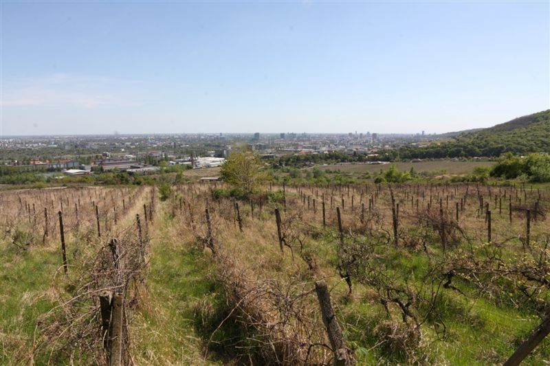 Prodám neobdělaný vinici v Rači, parcelní číslo 8949, 1078 m² +