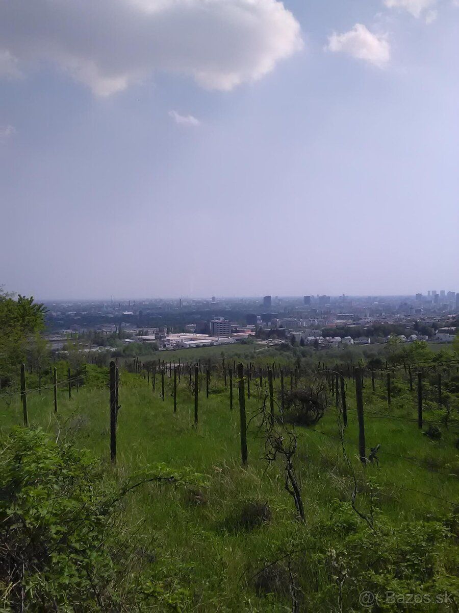 Prodám neobdělaný vinici v Rači, parcelní číslo 8949, 1078 m² +