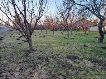 Dám do prenájmu oplotenú záhradu v obci Mojmírovce, samostat
