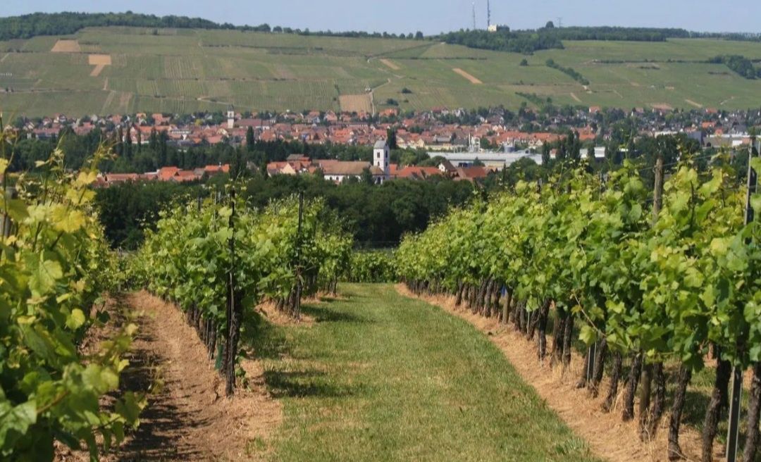 Я пропоную на продажбу великий сад з гарним видом на Малі